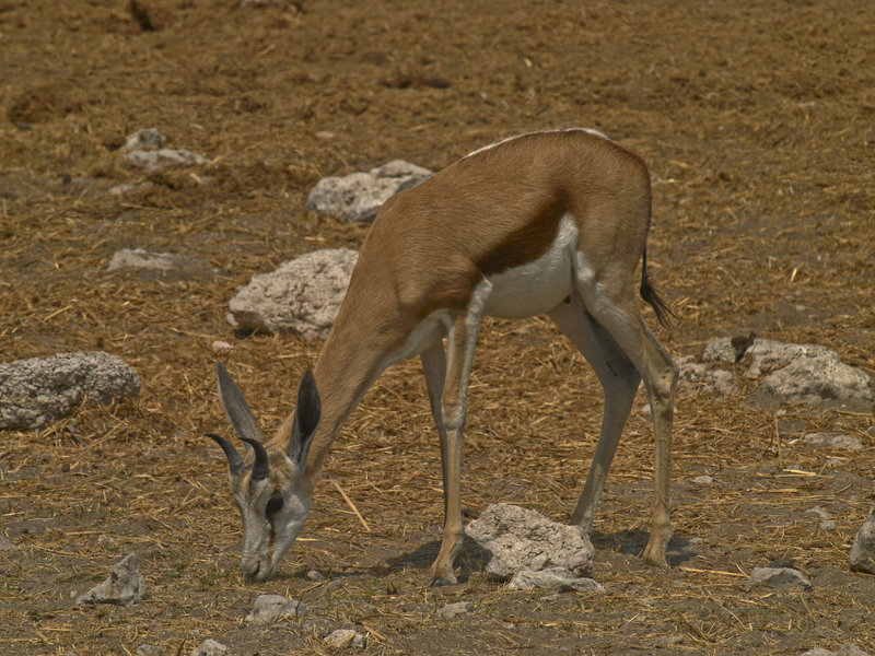 Okaukuejo, Springbok